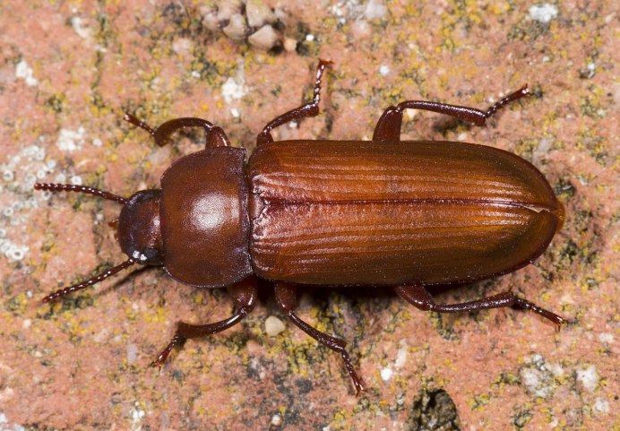 Коричневые мучные жуки