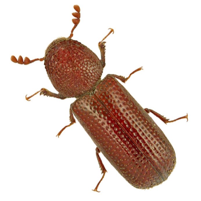 Жук мучной хрущак