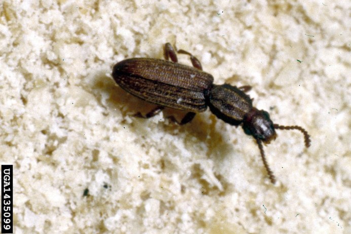 Rust-Red flour Beetle