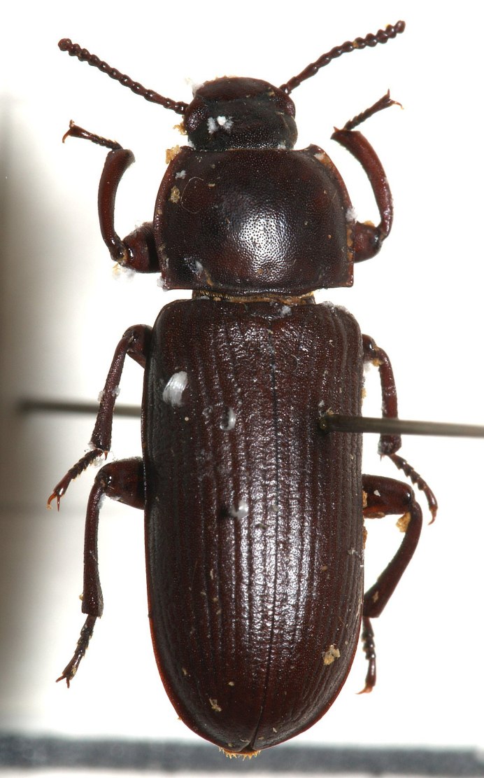 Майский Жук хрущак