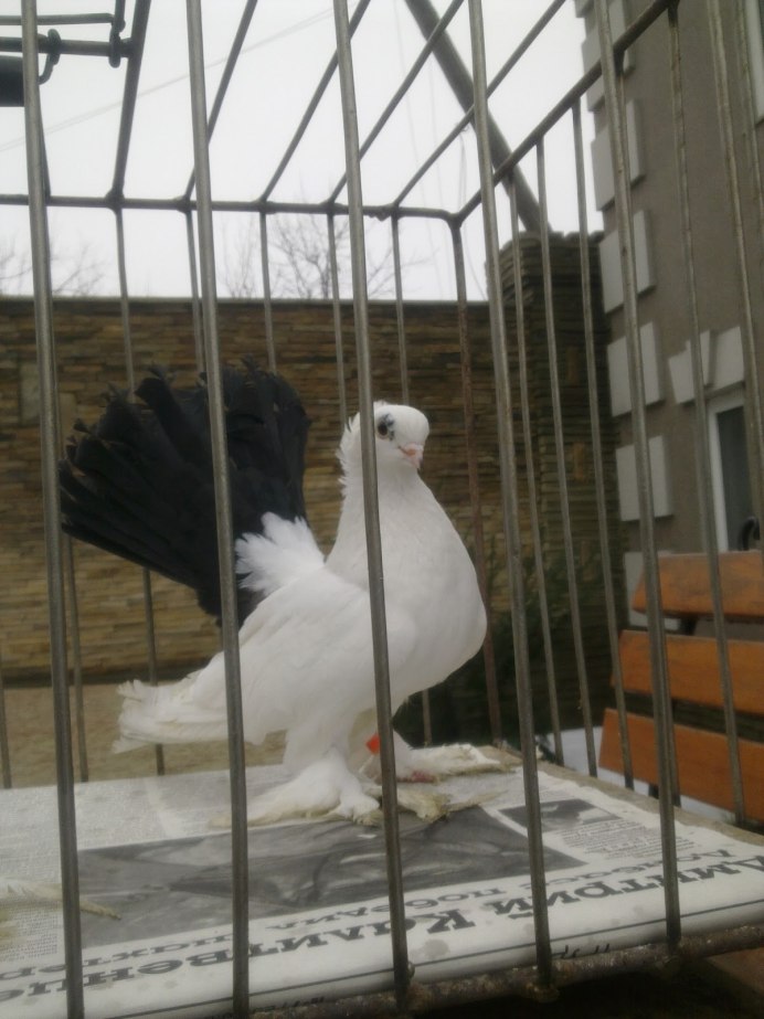 Калужский чеграш голубь