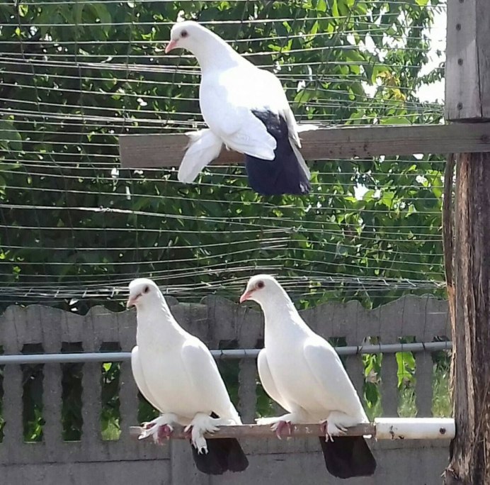 Чернохвостые бойные голуби
