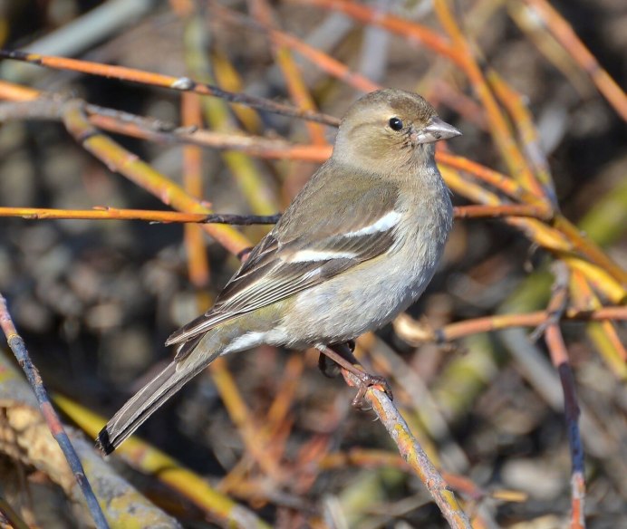 Вьюрковые Зяблик самка
