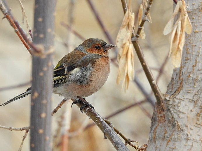 Зяблик самочка и самец