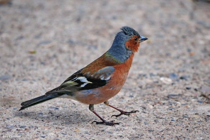 Птица Зяблик самка