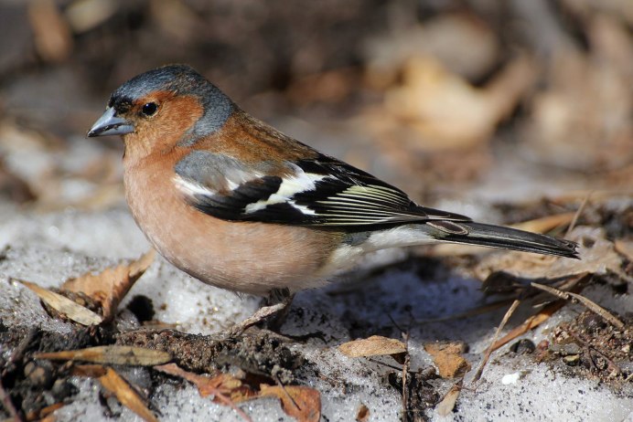 Зяблик (fringílla COÉLEBS)
