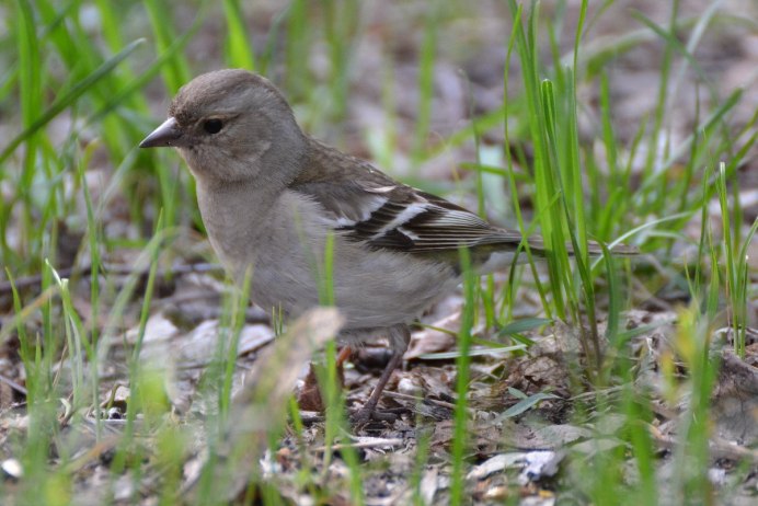 Зяблик (fringilla COELEBS)