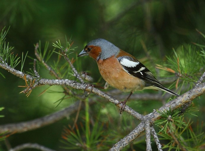 Зяблик на черном фоне