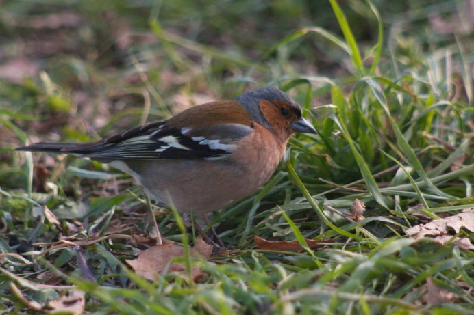Птенец зяблика
