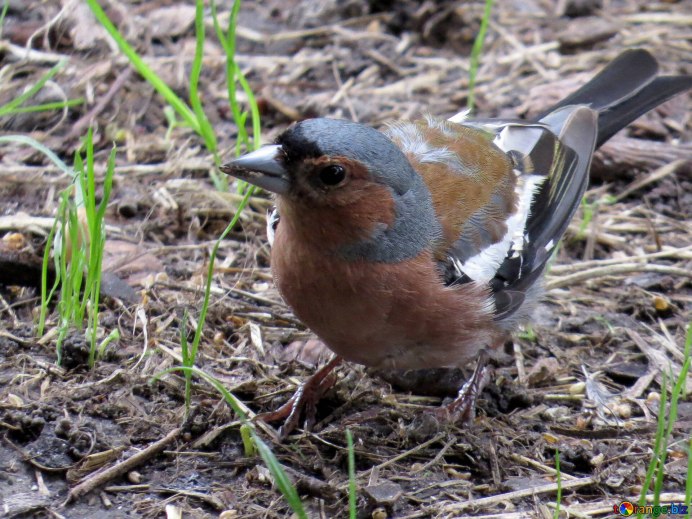 Зяблик самка