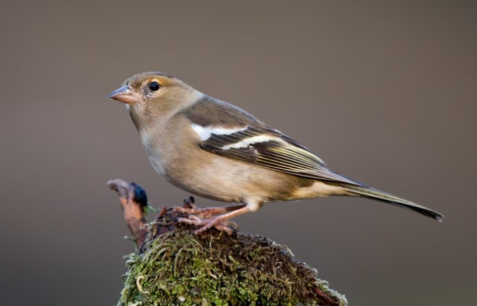Гирканский Зяблик