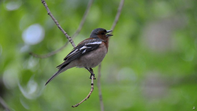 Зяблик Славка