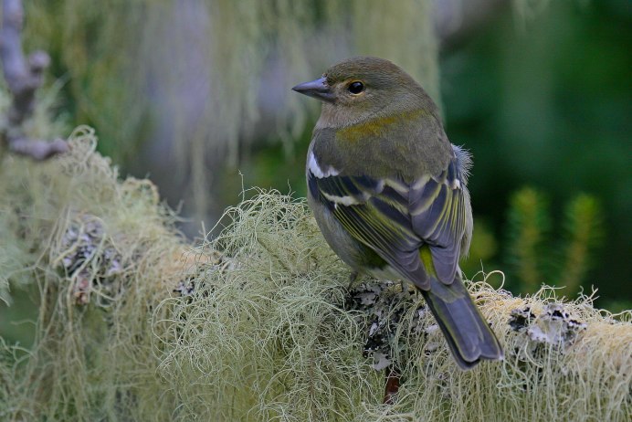 Голдианский Зяблик