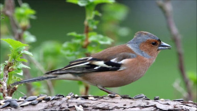 Зяблик Карелия