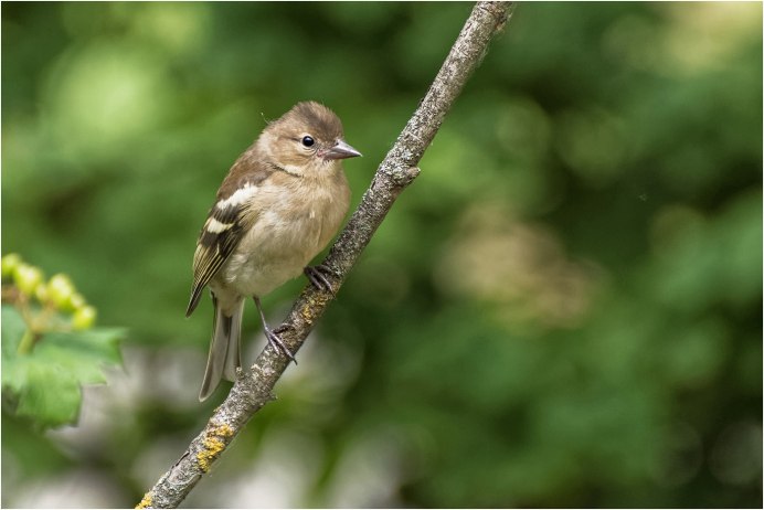 Копетдагский Зяблик
