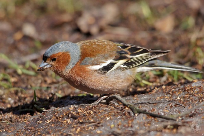 Оранжевый Зяблик