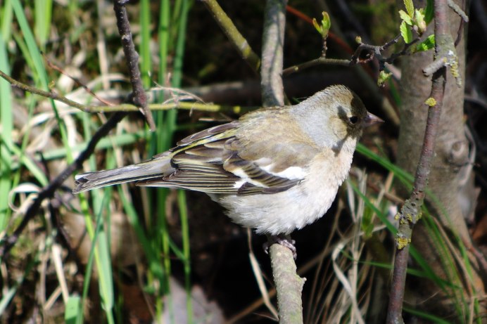 Полевой Зяблик