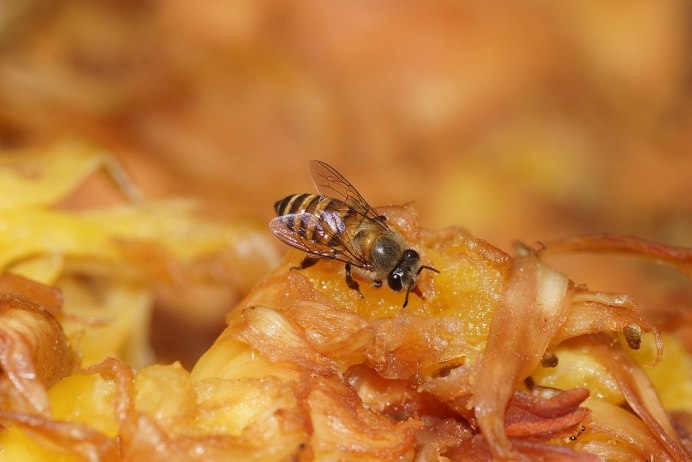 Китайская восковая пчела APIS cerana