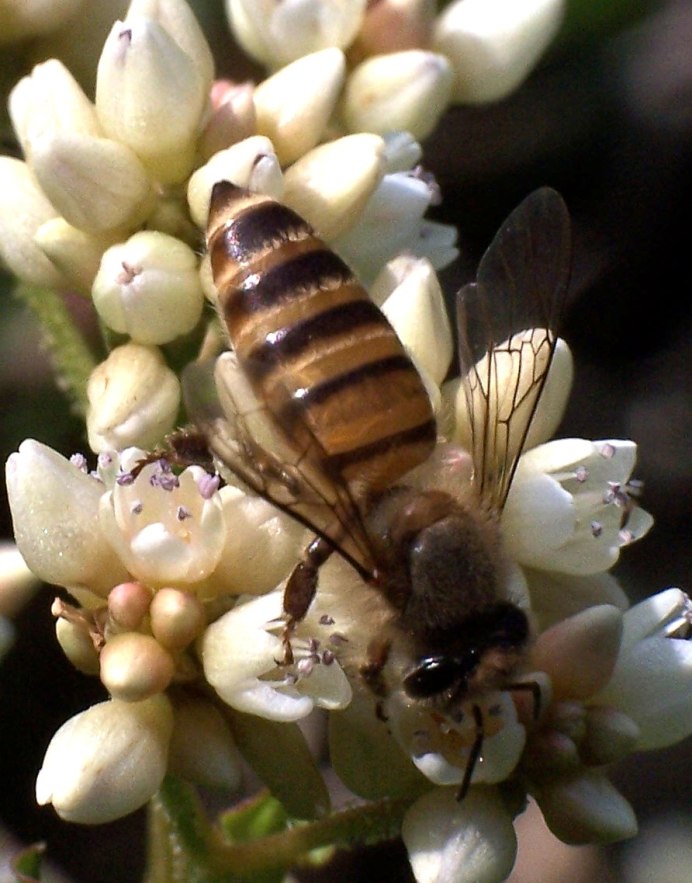 Пчела восковая (APIS cerana)