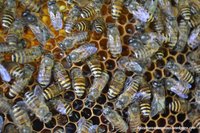 Пчела восковая (APIS cerana)
