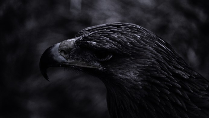 Aquila verreauxii Eagle