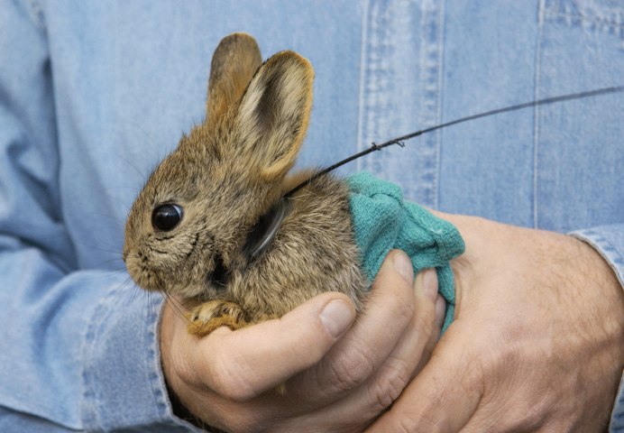 Айдахский кролик домашних условиях