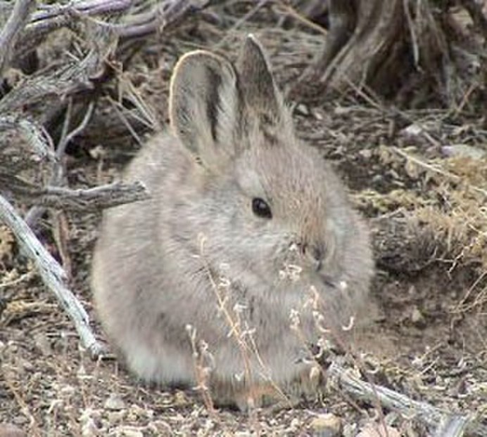 Дикий кролик (лат. Oryctolagus cuniculus)