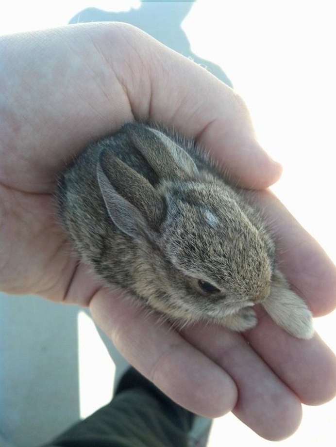 Кролик (Oryctolagus cuniculus) родичи