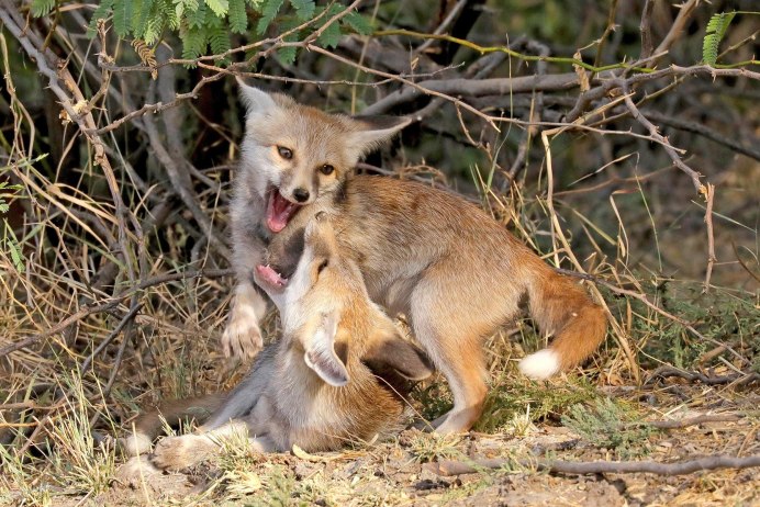 Бенгальская лисица Vulpes bengalensis