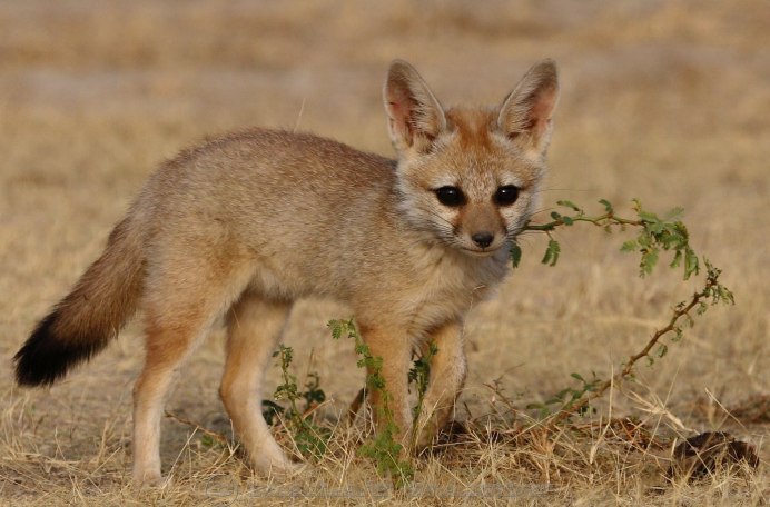 Бенгальская лисица Vulpes bengalensis