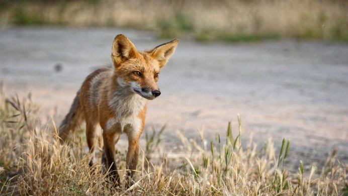 Южноафриканская лисица Vulpes chama