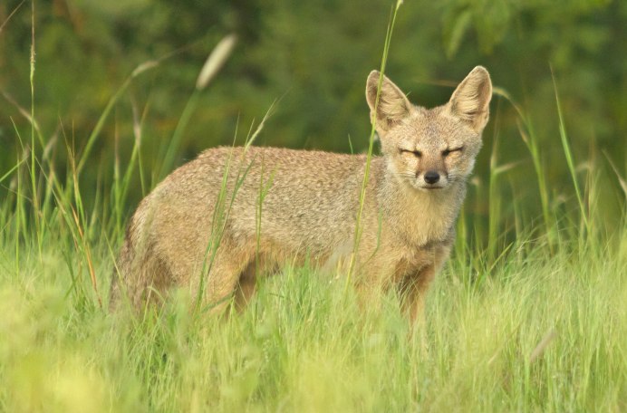Южноафриканская лисица Vulpes chama