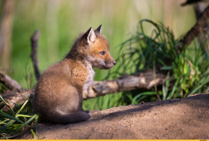 Vulpes chama