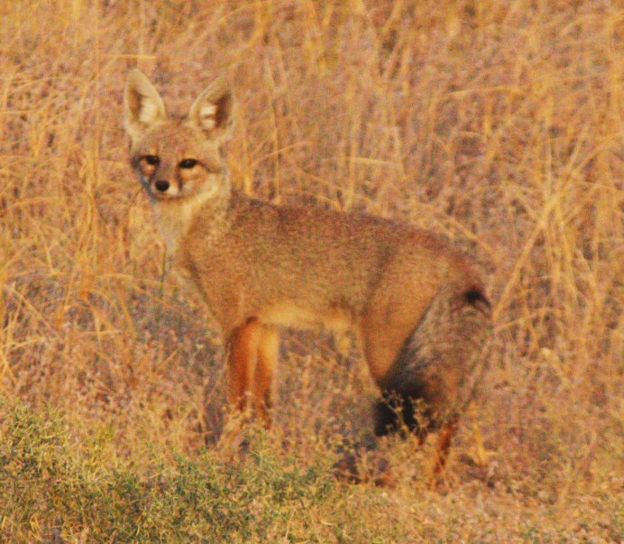 Vulpes pallida