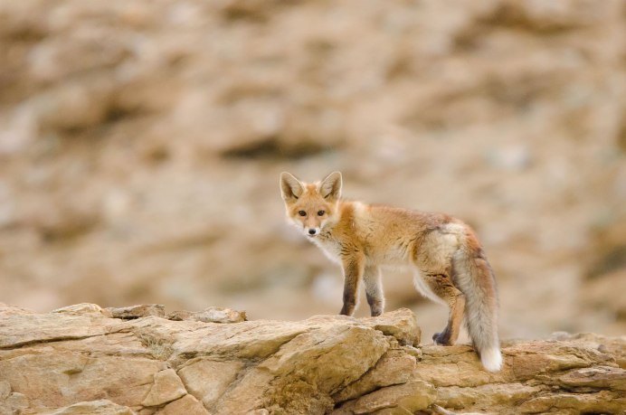 Южноафриканская лисица Vulpes chama