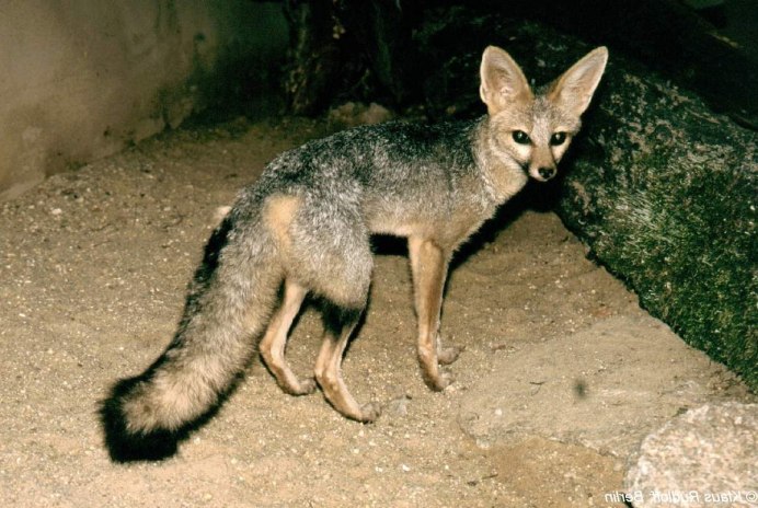 Corsac Fox