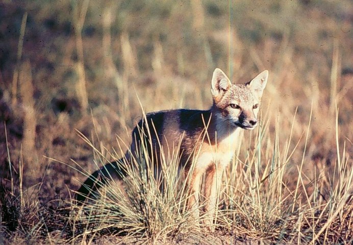 Южноафриканская лисица Vulpes chama