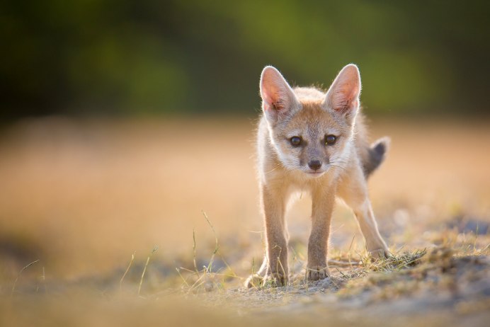 Африканская лисица Vulpes pallida