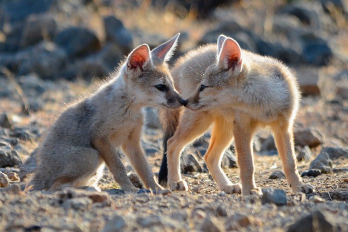 Vulpes chama