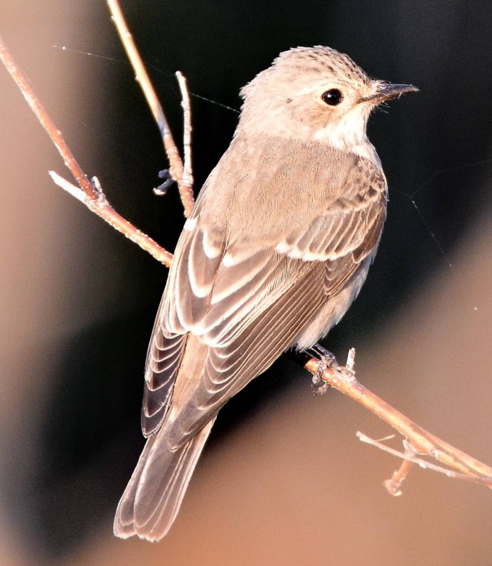 Серая мухоловка (Muscicapa striata)