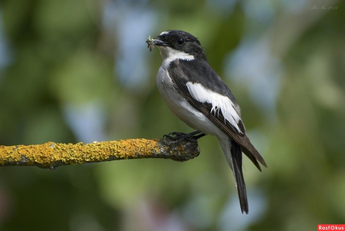 Мухоловка-пеструшка (Ficedula hypoleuca)