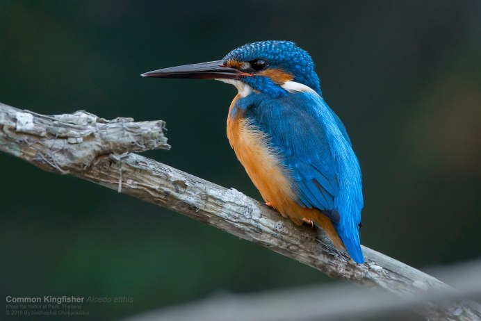 Зимородок Сибирский