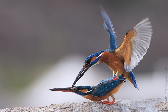 Кингфишер город