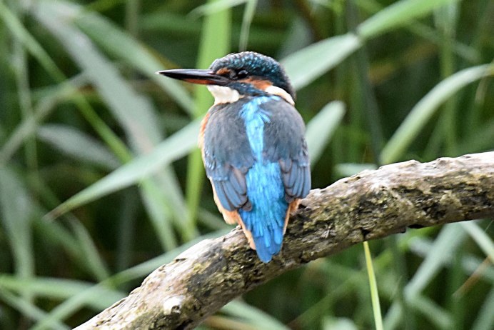 Зимородок Геншин