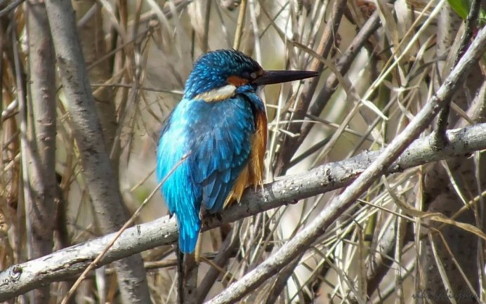 Зимородок обыкновенный птенцы