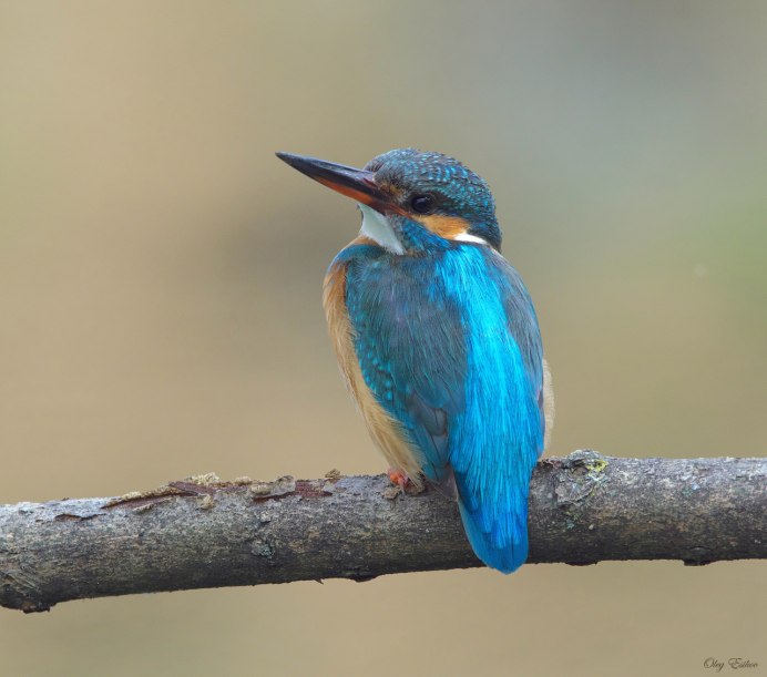 Зимородок Кингфишер