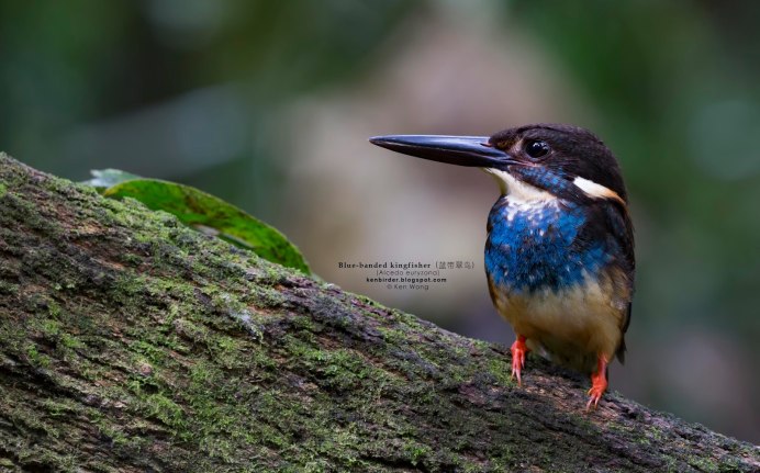 Голубой Зимородок