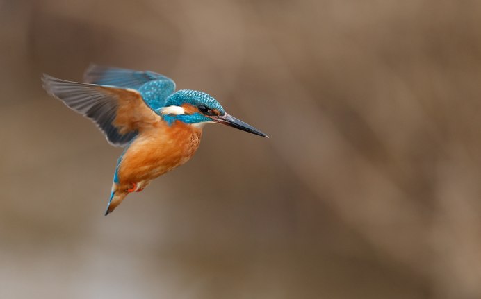 Обыкновенный Зимородок самка