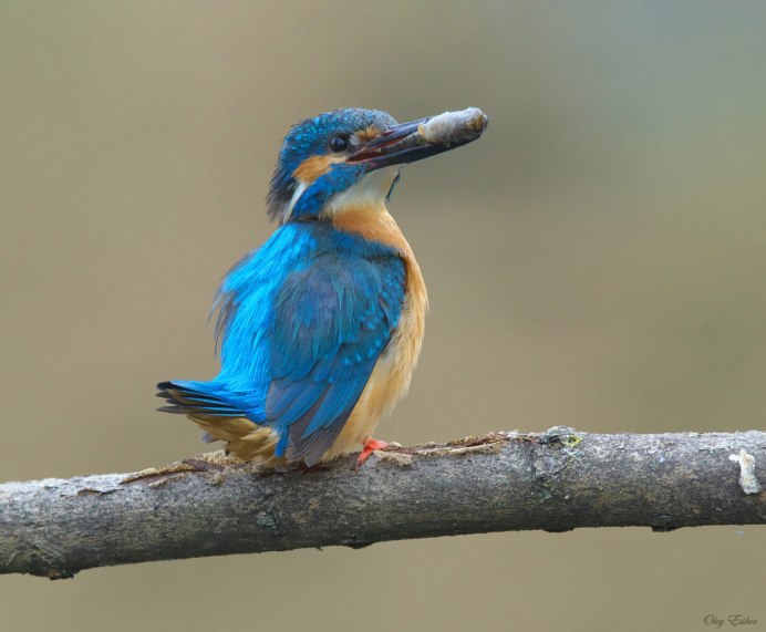 Гуамский Зимородок