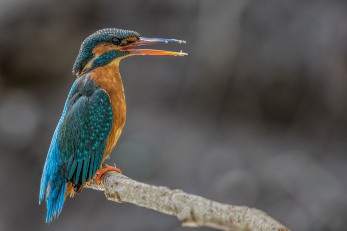 Обыкновенный Зимородок самка